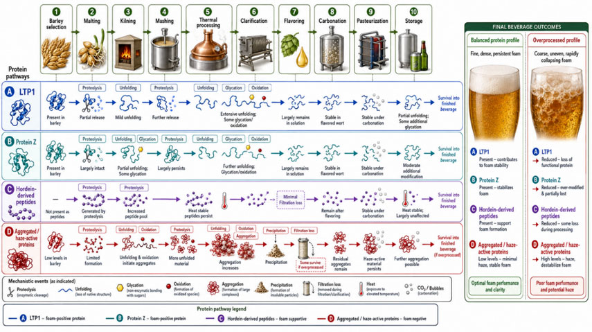 Transformation of foam-relevant proteins during malt-drink production